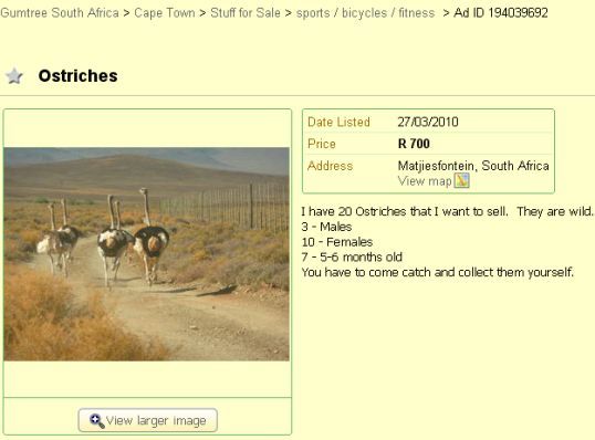 ostriches for sale